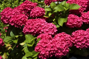 Kinsale Pink Hydrangea