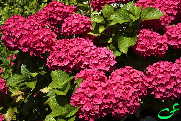 Kinsale Pink Hydrangea