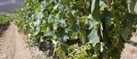 Languedoc Vineyard