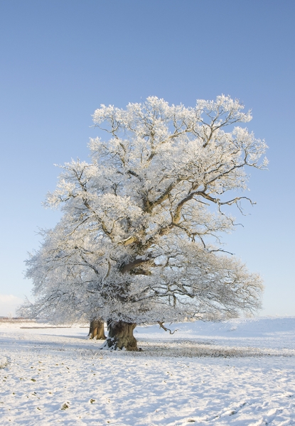 Frozen tree