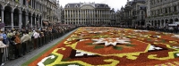 Brussels - Grand Place - Flower carpet