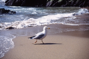 Seagull