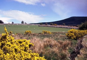 Irish Countryside