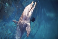 Dolphin - Cancun