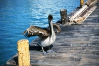 Pelican - Cancun