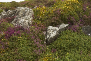 Connemara landscape