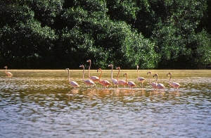 Flamingos