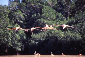 Flamingos