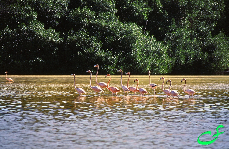 Flamingos - Acapulco