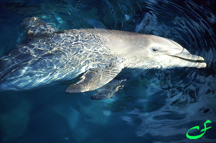 Dolphin - Cancun