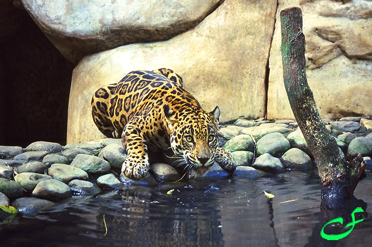 Jaguar