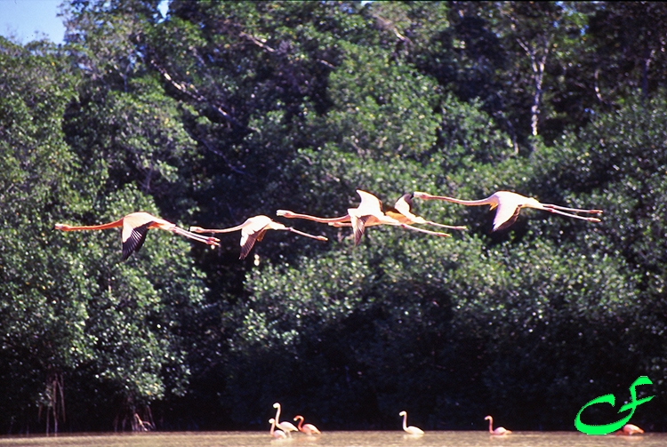 Flamingos