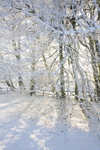 Fields of snow in Leighlinbridge
