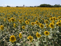 Sunflowers - Vendée Region