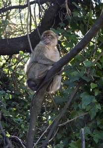 Gibraltar Macaque