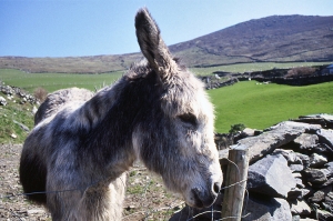 Donkey.jpg