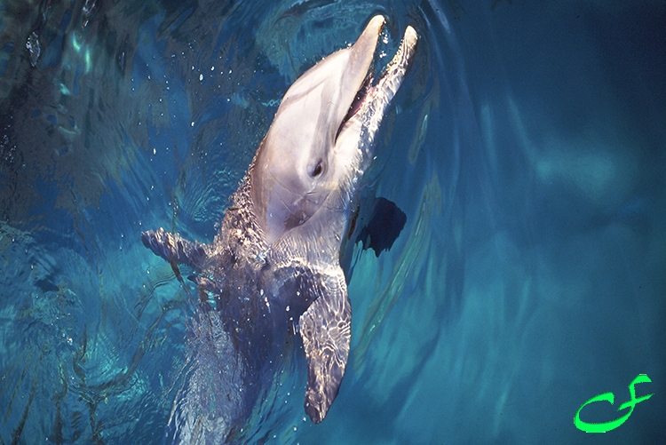 Dolphin - Cancun