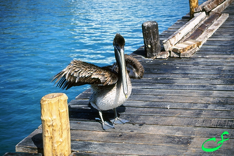 Pelican - Cancun